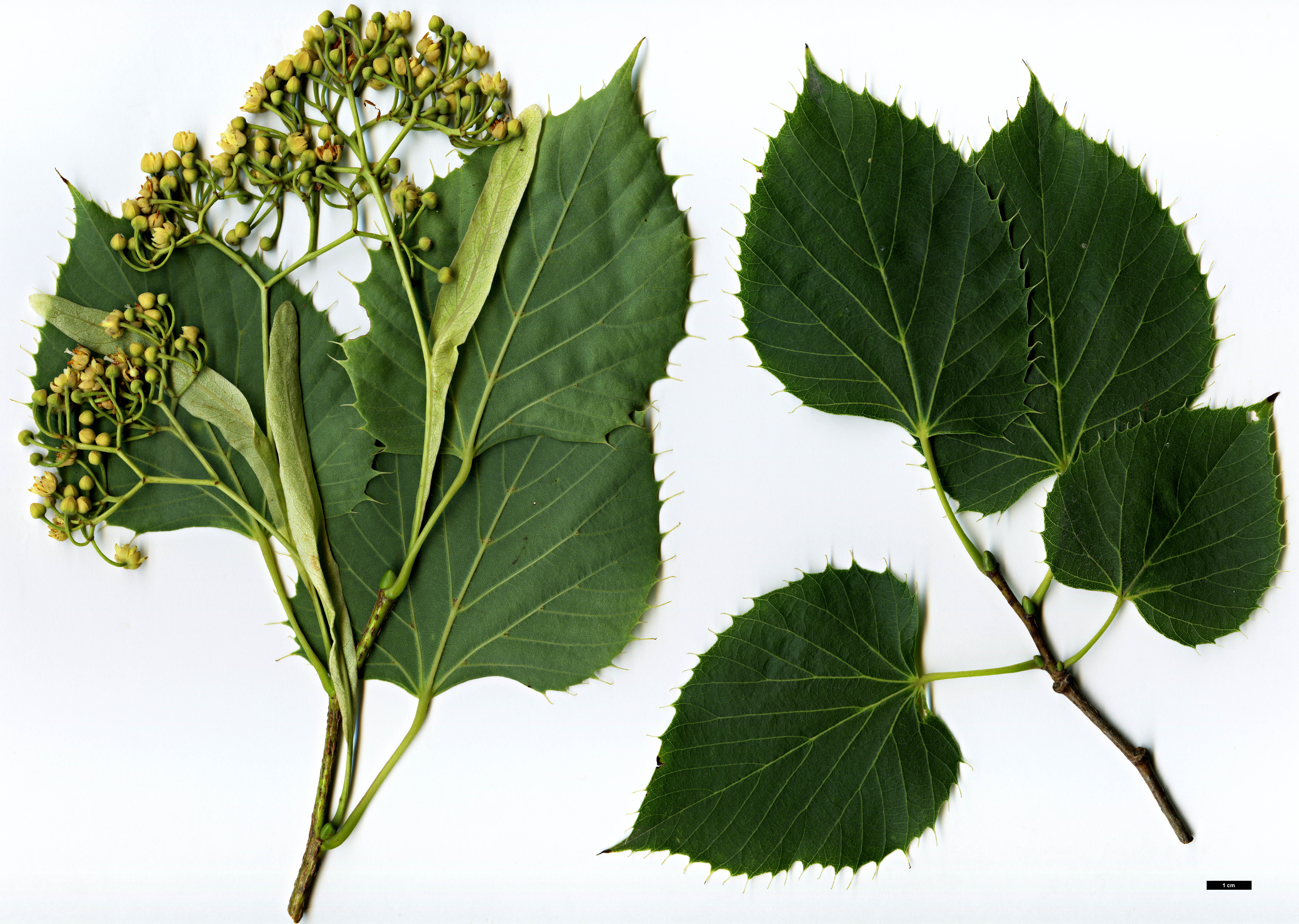 High resolution image: Family: Malvaceae - Genus: Tilia - Taxon: henryana - SpeciesSub: 'Arnold Select'